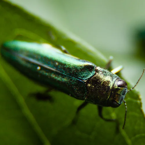 Emerald Ash Borer