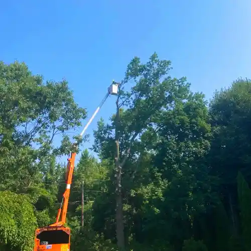 Tree Topping in Hamilton Township